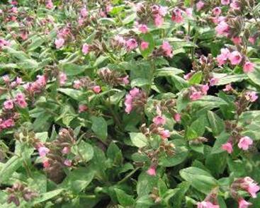 Plicník lékařský 'Pink Dawn'