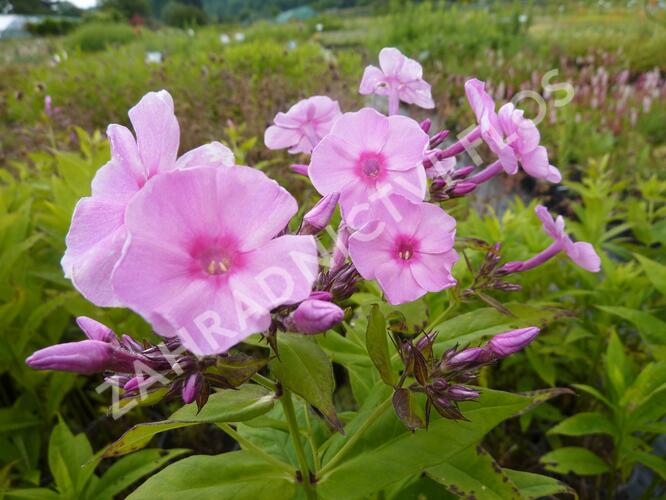 Plamenka latnatá 'Junior Bouquet' - Phlox paniculata 'Junior Bouquet'