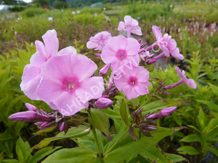 Plamenka latnatá 'Junior Bouquet' - Phlox paniculata 'Junior Bouquet'