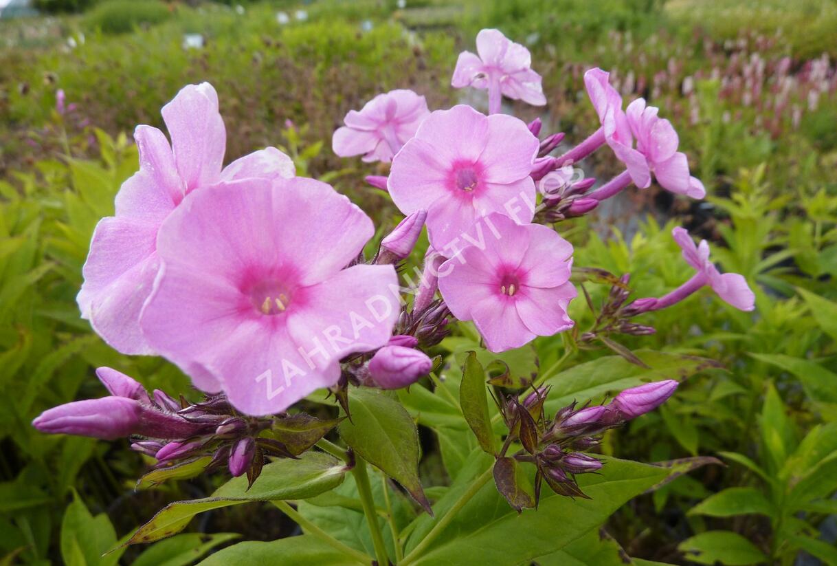 Plamenka latnatá 'Junior Bouquet' - Phlox paniculata 'Junior Bouquet'