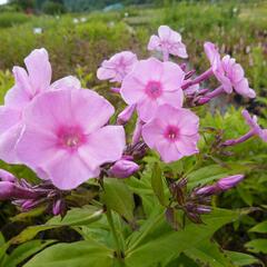 Plamenka latnatá 'Junior Bouquet' - Phlox paniculata 'Junior Bouquet'