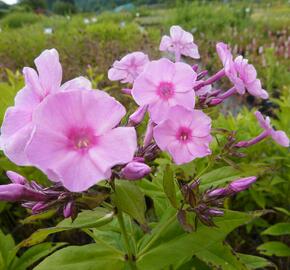 Plamenka latnatá 'Junior Bouquet' - Phlox paniculata 'Junior Bouquet'