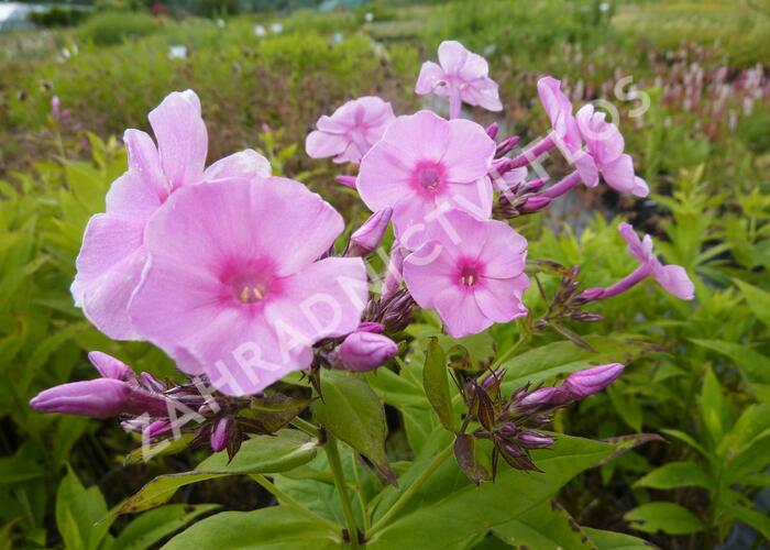 Plamenka latnatá 'Junior Bouquet' - Phlox paniculata 'Junior Bouquet'