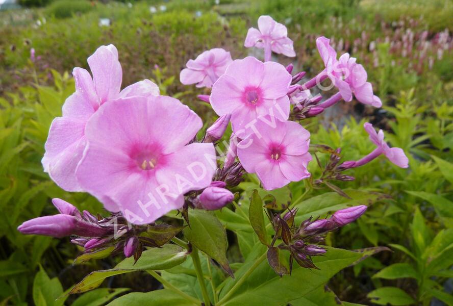 Plamenka latnatá 'Junior Bouquet' - Phlox paniculata 'Junior Bouquet'