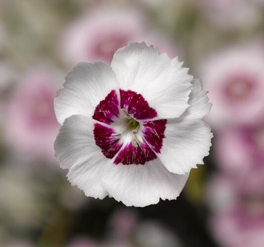 Hvozdík péřitý 'Dixie White Red Bicolor' - Dianthus plumarius 'Dixie White Red Bicolor'