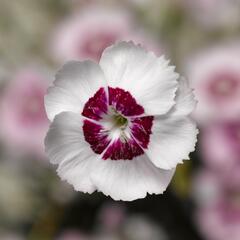 Hvozdík péřitý 'Dixie White Red Bicolor' - Dianthus plumarius 'Dixie White Red Bicolor'