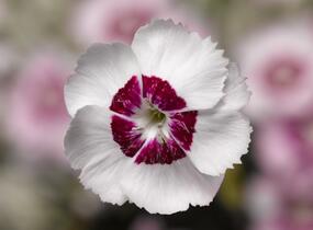 Hvozdík péřitý 'Dixie White Red Bicolor' - Dianthus plumarius 'Dixie White Red Bicolor'