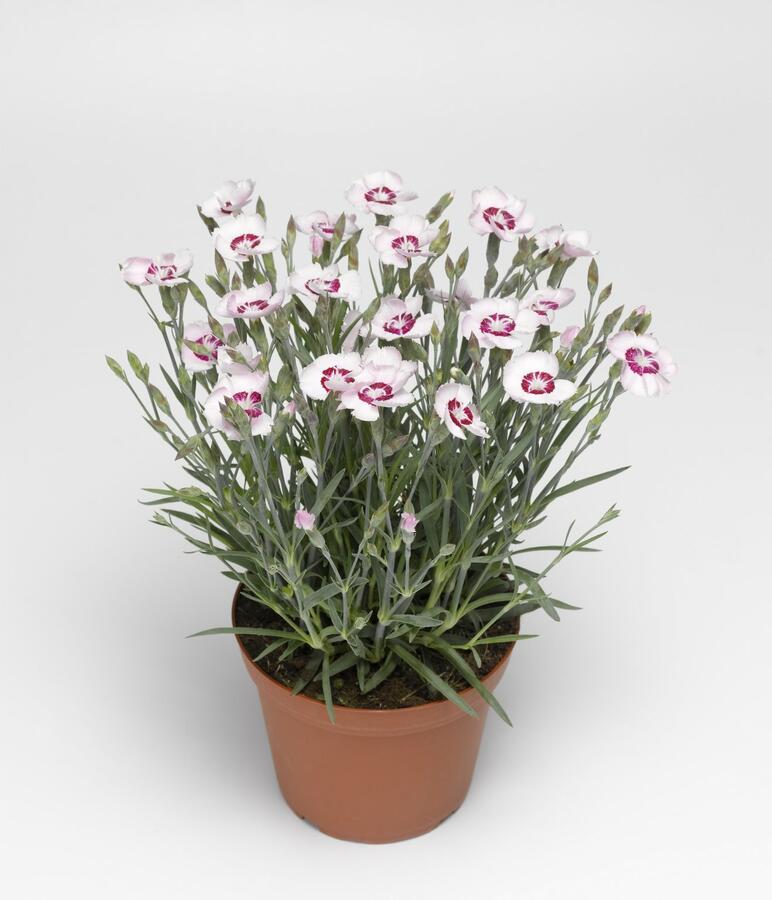 Hvozdík péřitý 'Dixie White Red Bicolor' - Dianthus plumarius 'Dixie White Red Bicolor'