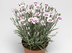 Hvozdík péřitý 'Dixie White Red Bicolor' - Dianthus plumarius 'Dixie White Red Bicolor'