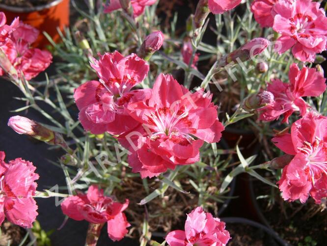 Hvozdík sivý 'Rot' - Dianthus gratianopolitanus 'Rot'