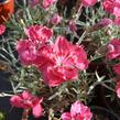 Hvozdík sivý 'Rot' - Dianthus gratianopolitanus 'Rot'