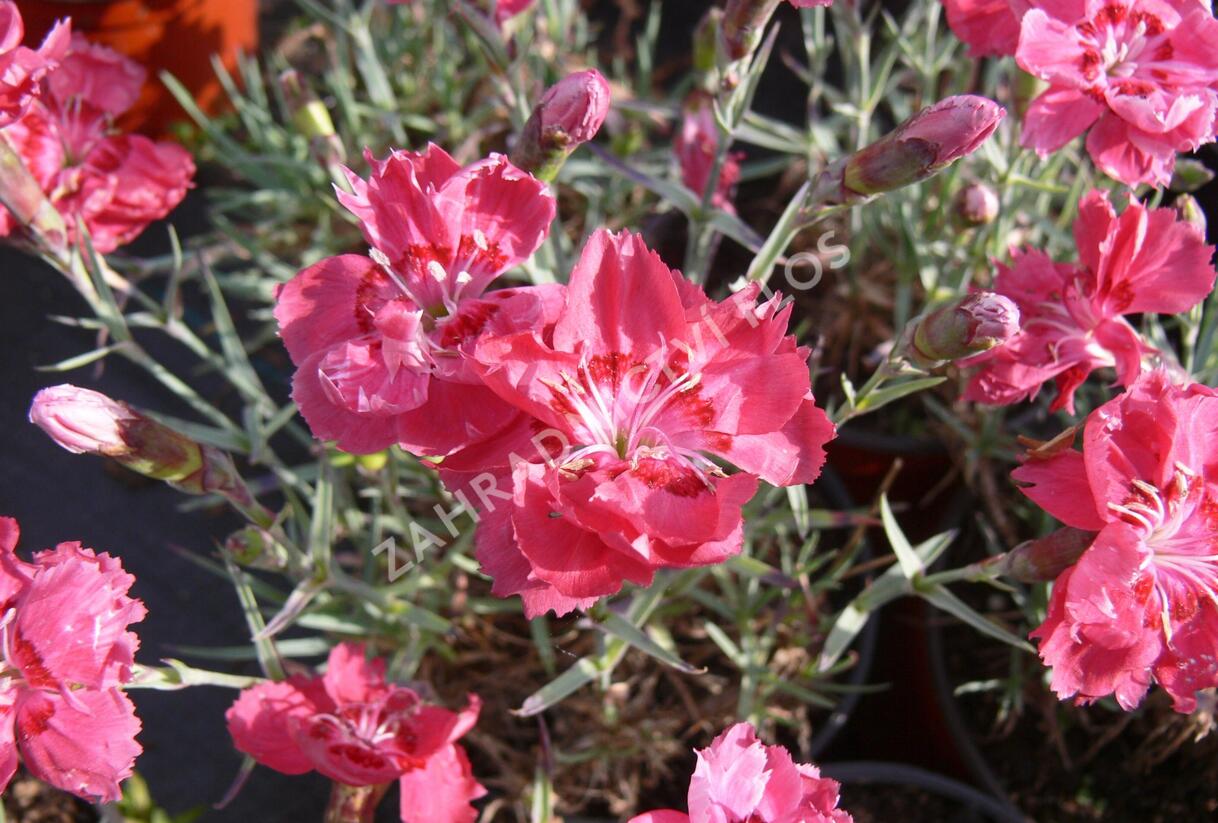Hvozdík sivý 'Rot' - Dianthus gratianopolitanus 'Rot'