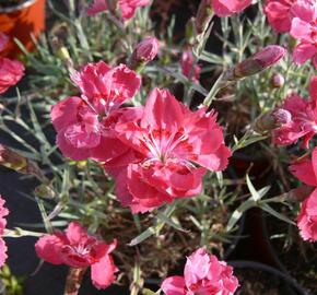 Hvozdík sivý 'Rot' - Dianthus gratianopolitanus 'Rot'