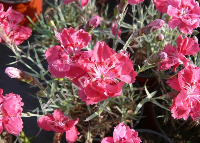 Hvozdík sivý 'Rot' - Dianthus gratianopolitanus 'Rot'