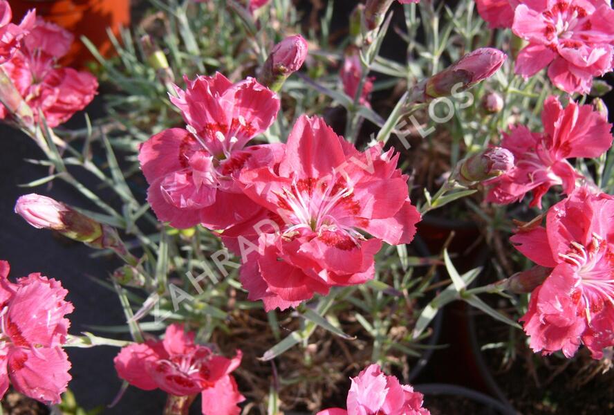 Hvozdík sivý 'Rot' - Dianthus gratianopolitanus 'Rot'