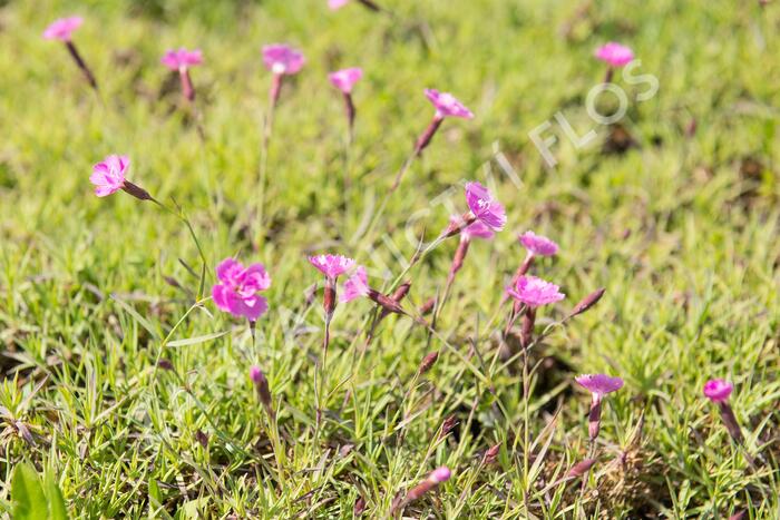 Hvozdík sivý 'Eydangeri' - Dianthus gratianopolitanus 'Eydangeri'