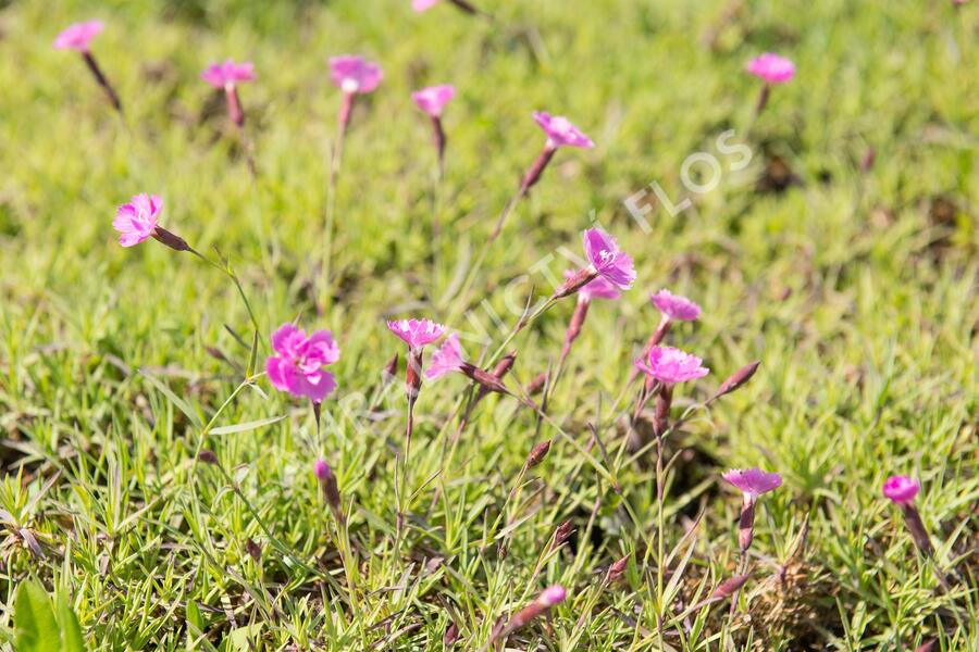 Hvozdík sivý 'Eydangeri' - Dianthus gratianopolitanus 'Eydangeri'