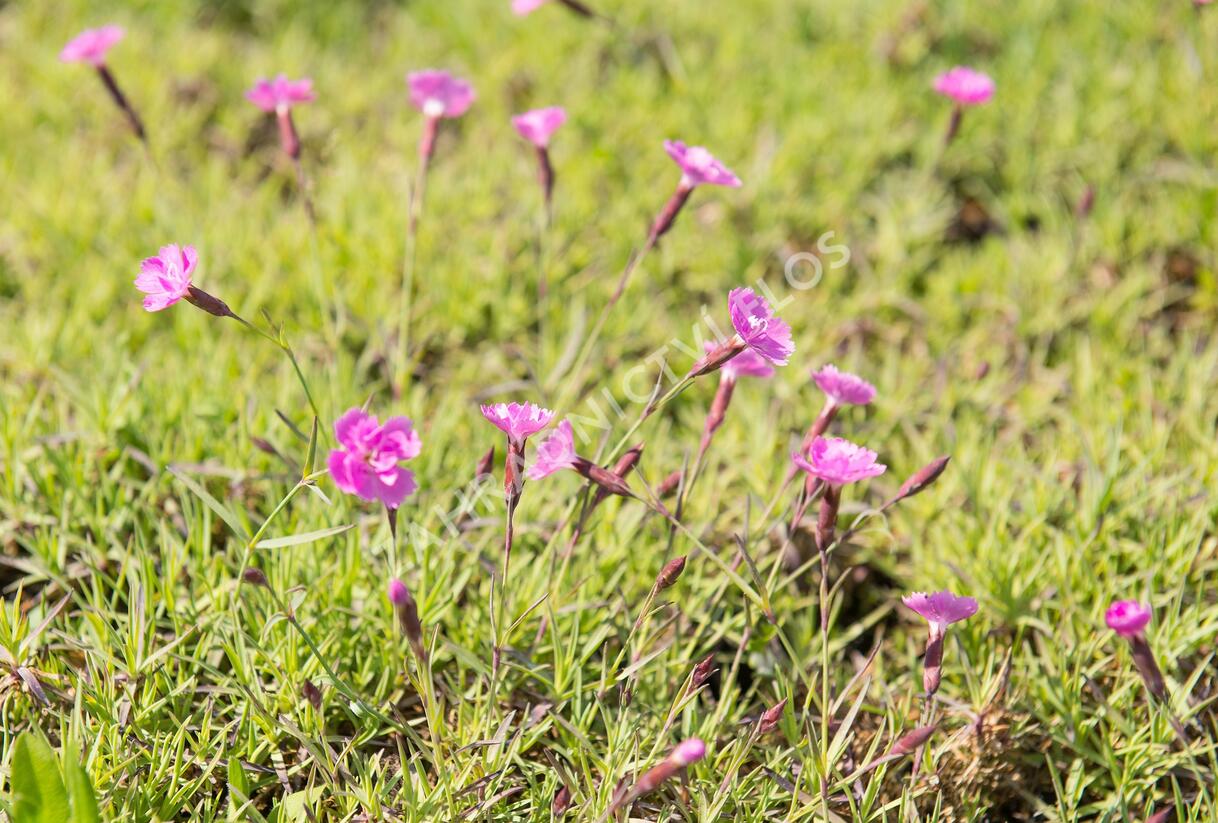 Hvozdík sivý 'Eydangeri' - Dianthus gratianopolitanus 'Eydangeri'