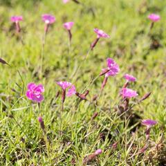 Hvozdík sivý 'Eydangeri' - Dianthus gratianopolitanus 'Eydangeri'