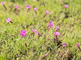 Hvozdík sivý 'Eydangeri' - Dianthus gratianopolitanus 'Eydangeri'