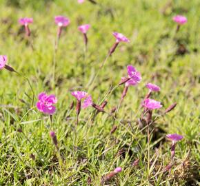 Hvozdík sivý 'Eydangeri' - Dianthus gratianopolitanus 'Eydangeri'