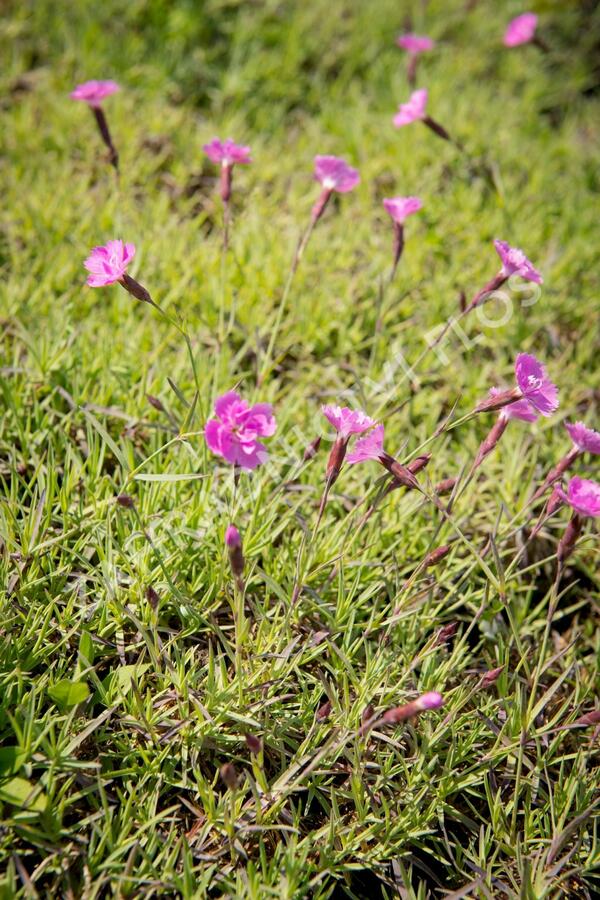 Hvozdík sivý 'Eydangeri' - Dianthus gratianopolitanus 'Eydangeri'