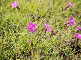 Hvozdík sivý 'Eydangeri' - Dianthus gratianopolitanus 'Eydangeri'