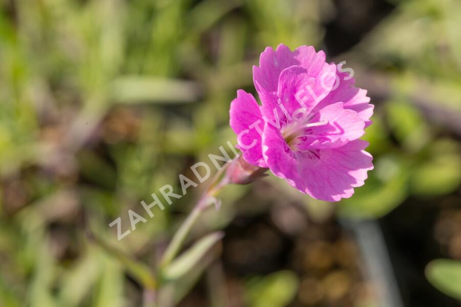 Hvozdík sivý 'Eydangeri' - Dianthus gratianopolitanus 'Eydangeri'