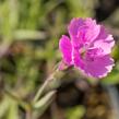 Hvozdík sivý 'Eydangeri' - Dianthus gratianopolitanus 'Eydangeri'