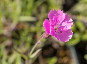 Hvozdík sivý 'Eydangeri' - Dianthus gratianopolitanus 'Eydangeri'