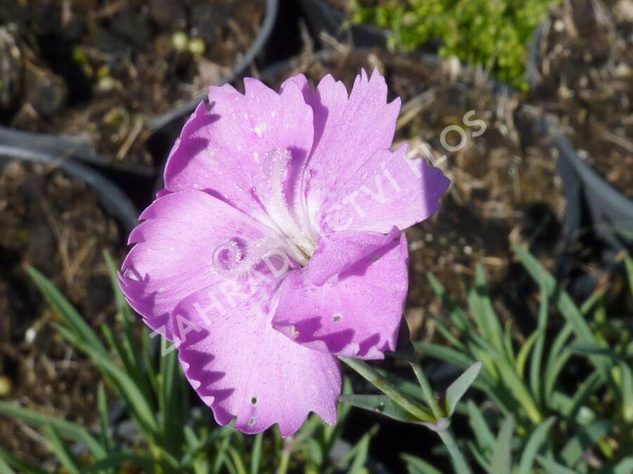 Hvozdík sivý 'Eydangeri' - Dianthus gratianopolitanus 'Eydangeri'