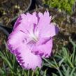 Hvozdík sivý 'Eydangeri' - Dianthus gratianopolitanus 'Eydangeri'