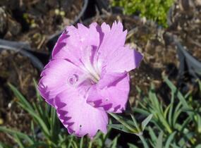 Hvozdík sivý 'Eydangeri' - Dianthus gratianopolitanus 'Eydangeri'