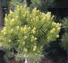Borovice pyrenejská 'Hnízdo' - Pinus uncinata 'Hnízdo'