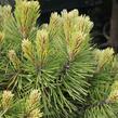 Borovice pyrenejská 'Hnízdo' - Pinus uncinata 'Hnízdo'