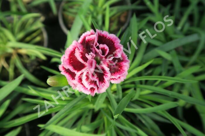 Hvozdík karafiát 'Sunflor Odessa Pierrot' - Dianthus caryophyllus 'Sunflor Odessa Pierrot'