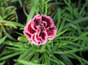 Hvozdík karafiát 'Sunflor Odessa Pierrot' - Dianthus caryophyllus 'Sunflor Odessa Pierrot'