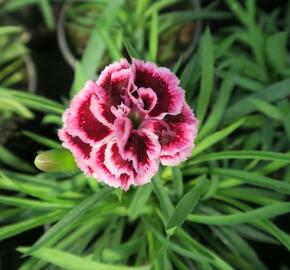 Hvozdík karafiát 'Sunflor Odessa Pierrot' - Dianthus caryophyllus 'Sunflor Odessa Pierrot'