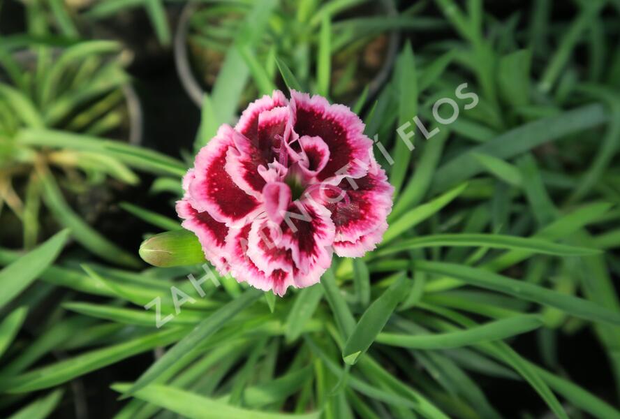 Hvozdík karafiát 'Sunflor Odessa Pierrot' - Dianthus caryophyllus 'Sunflor Odessa Pierrot'