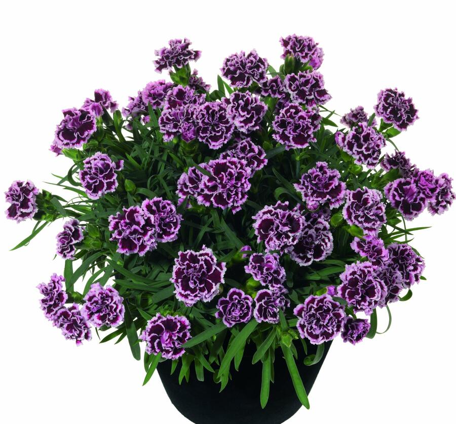 Hvozdík karafiát 'Sunflor Odessa Pierrot' - Dianthus caryophyllus 'Sunflor Odessa Pierrot'