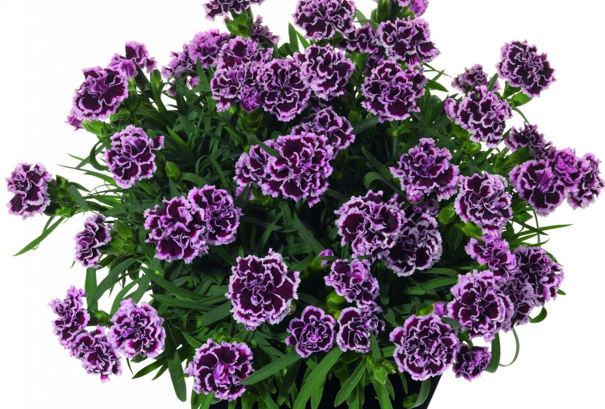 Hvozdík karafiát 'Sunflor Odessa Pierrot' - Dianthus caryophyllus 'Sunflor Odessa Pierrot'