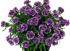 Hvozdík karafiát 'Sunflor Odessa Pierrot' - Dianthus caryophyllus 'Sunflor Odessa Pierrot'