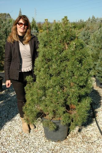 Borovice lesní 'Globosa Viridis' - Pinus sylvestris 'Globosa Viridis'