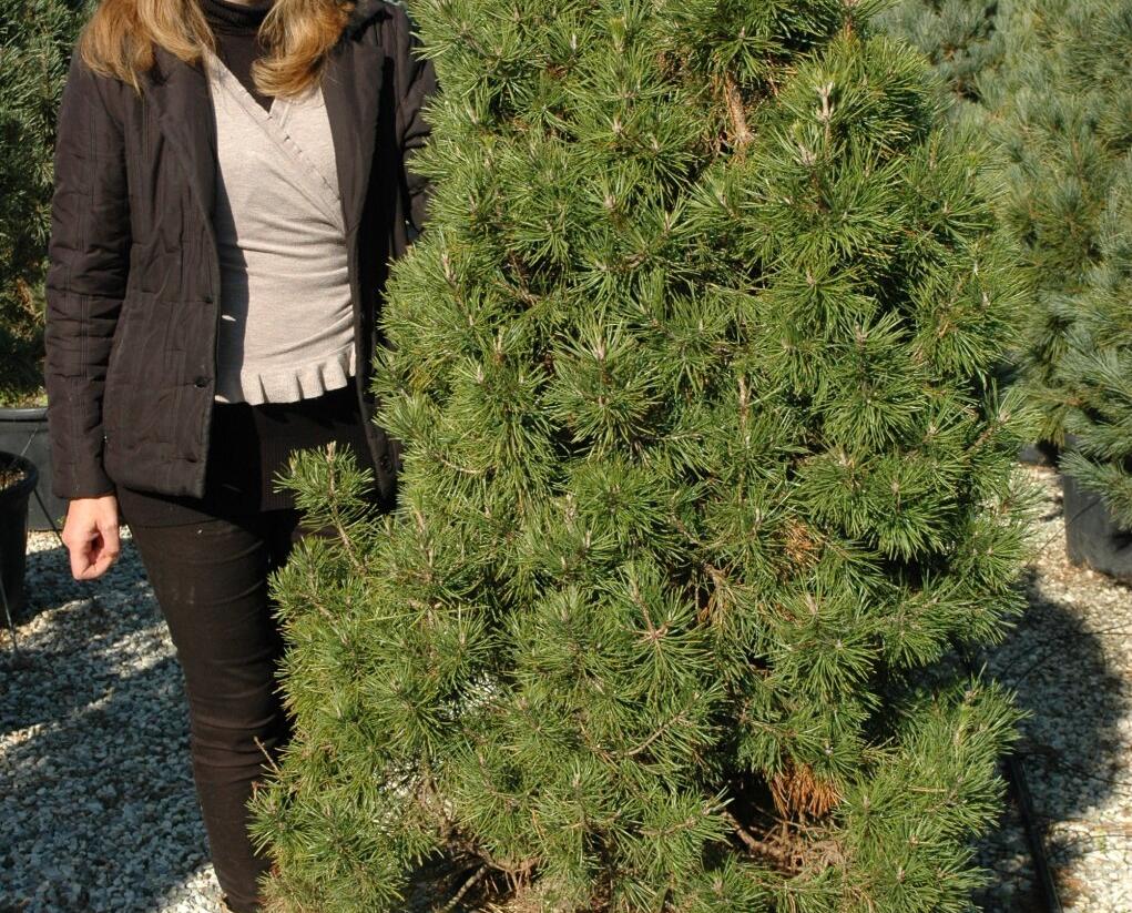 Borovice lesní 'Globosa Viridis' - Pinus sylvestris 'Globosa Viridis'
