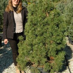 Borovice lesní 'Globosa Viridis' - Pinus sylvestris 'Globosa Viridis'