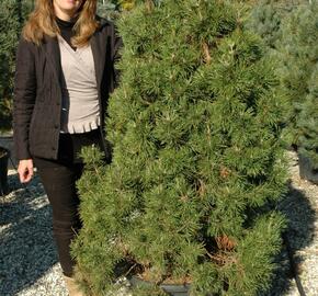Borovice lesní 'Globosa Viridis' - Pinus sylvestris 'Globosa Viridis'