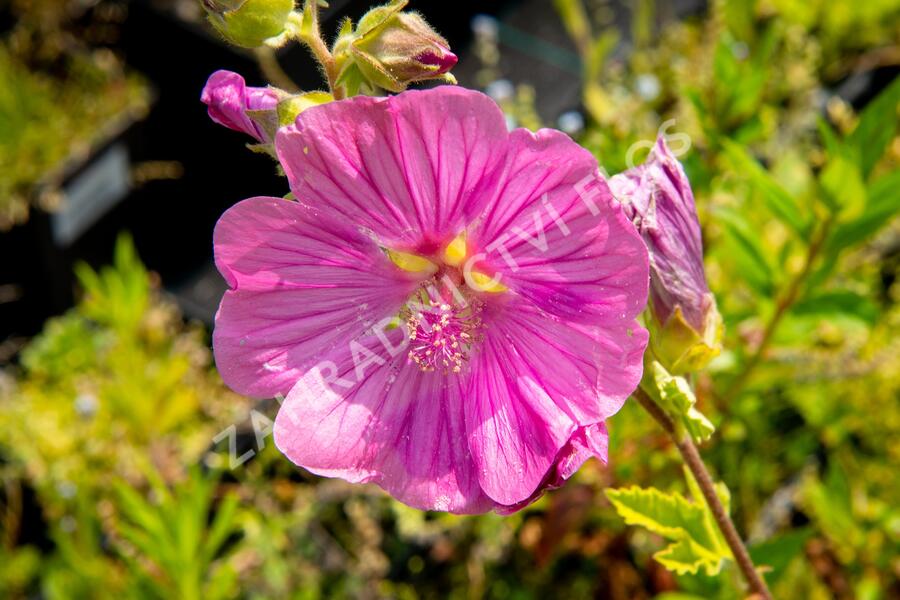 Slézovec 'Bredon Springs' - Lavatera olbia 'Bredon Springs'