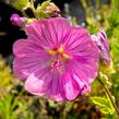 Slézovec 'Bredon Springs' - Lavatera olbia 'Bredon Springs'