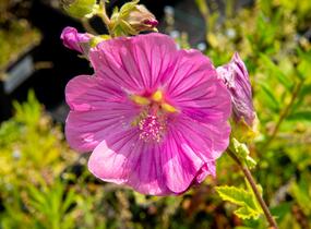 Slézovec 'Bredon Springs' - Lavatera olbia 'Bredon Springs'