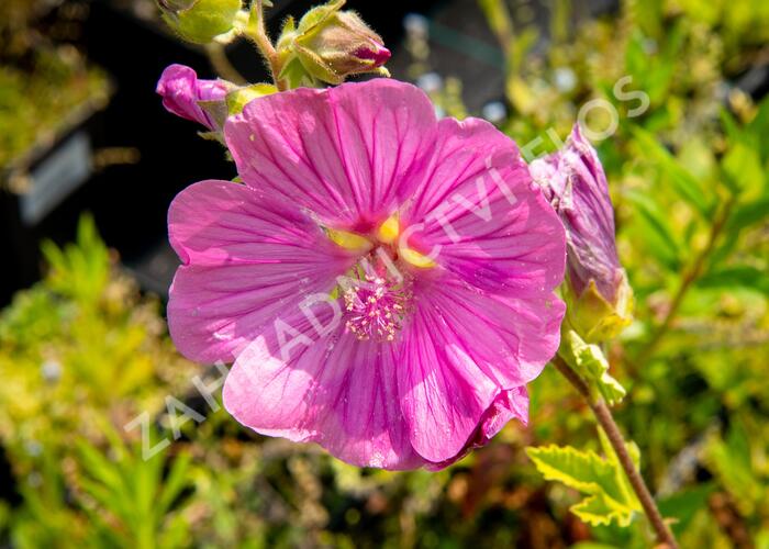 Slézovec 'Bredon Springs' - Lavatera olbia 'Bredon Springs'